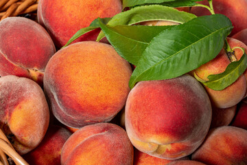 close-up of a group of orange peaches in a basket