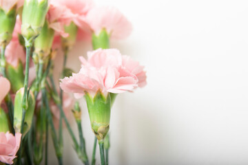 Beautiful Pink carnation bouquet on white background, gift card, holiday, good mood