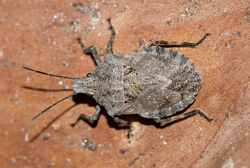 Rough Stink Bug (Brochymena) macro isolated on a Crepe Myrtle tree branch in Houston, TX.