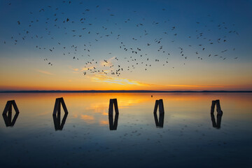 Sonnenuntergang Neusiedler See mit Vögeln, Podersdorf, Burgenland, Österreich