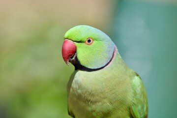 green winged parrot