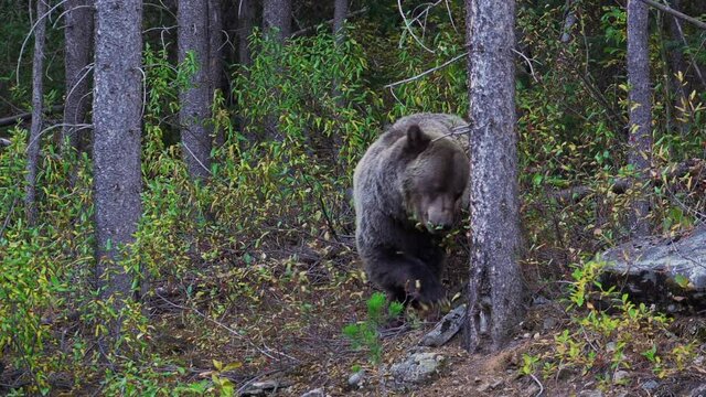Adult female grizzly bear grazing on berries in forest natural habitat, Kananaskis, Alberta, Canada.
