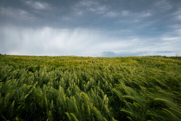 infinite field