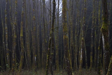 Wald, Winter, Baum
