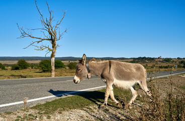 donkeys grazing free through the Spanish countryside