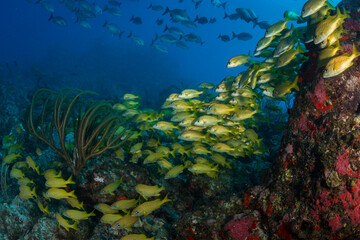 Fototapeta na wymiar Colourful underwater life at St Martin