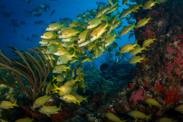 Fototapeta na wymiar Colourful underwater life at St Martin
