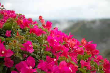 pink flowers on the valley