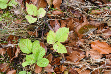 autumn leaves on the ground