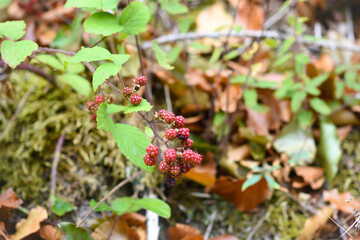 red and green leaves