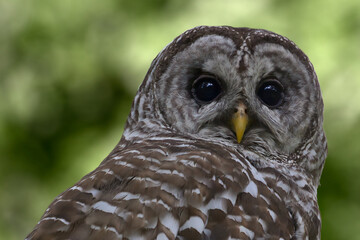 Closeup of Barred Owl Glancing Back Before Heading Off to Hunt