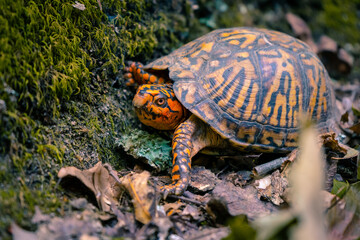 Box turtle on the ground