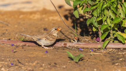 Little sparrow drinks from a hole in the hose
