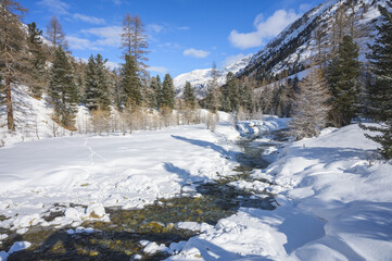 Snowy landscape with Roseg river and a larch forest, Roseg valley, Pontresina, canton of Grisons, Engadin, Switzerland