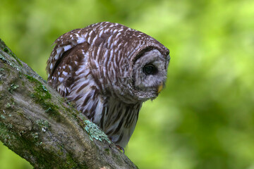 Barred Owl Perched On Branch At Great Swamp National Wildlife Refuge
