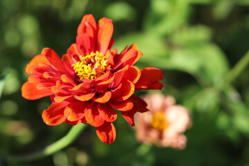 red dahlia flower