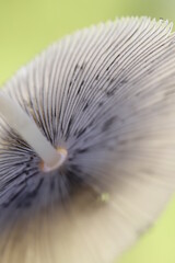 Macro of a mushroom 