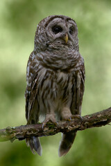 Barred Owl Perched On Branch At Great Swamp National Wildlife Refuge