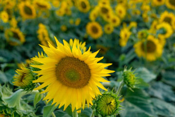 Large sunflower in the foreground with a sunflower field in the background