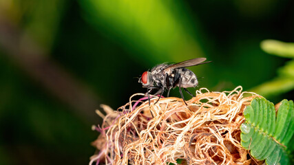 House Fly of the Family Muscidae