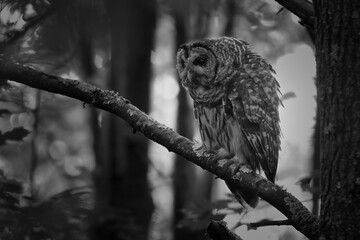 Monochrome of Barred Owl Perched On Branch At Great Swamp National Wildlife Refuge