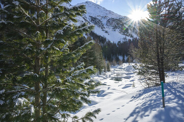 Snowy landscape with Roseg river and a larch forest, Roseg valley, Pontresina, canton of Grisons, Engadin, Switzerland
