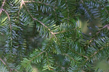 Needles of a Pacific silver fir, Abies amabilis