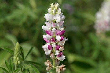 Flowers of an elegant lupine, Lupinus elegans