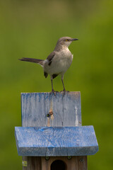 Northern Mockingbird Perched On Bird Box