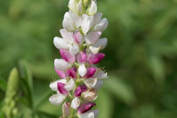 Flowers of an elegant lupine, Lupinus elegans