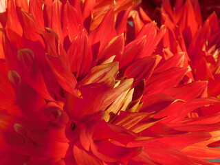red flower background