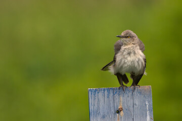 Northern Mockingbird Perched On Bird Box
