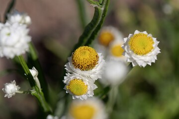 Flower of a winged everlasting, Ammobium alatum