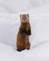 An American Pine Marten investigates our activity - Algonquin Park