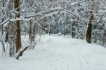 Landscape, beautiful winter mixed forest covered with white snow.