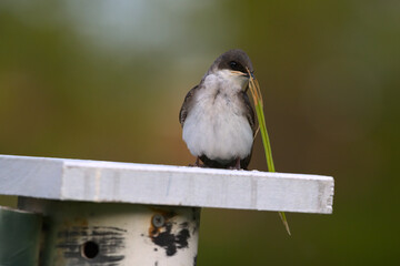 Female Tree Swallow Perched On Bird Box With Grass Nesting Material