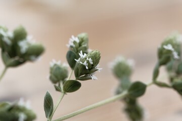 Flowers of a Syrian oregano plant, Origanum syriacum