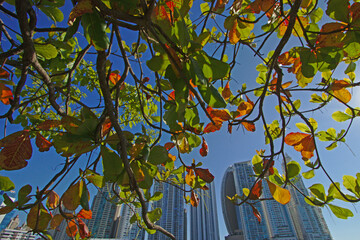 autumn tree branches