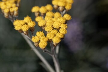 Flowers of a curry plant, Helichrysum italicum