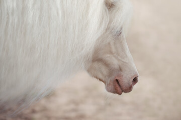 White ponie with long mane