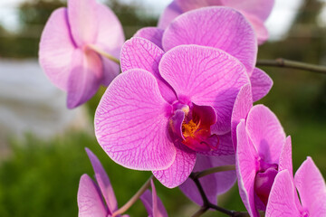 Pink orchid flower in garden, close up.