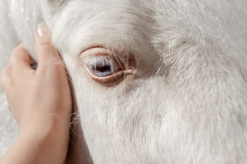 Fototapeta premium White ponie with long mane