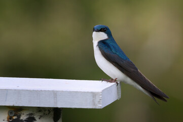 Male Tree Swallow Perched On Bird Box