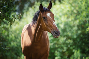 Naklejka premium The horse is looking at me closely