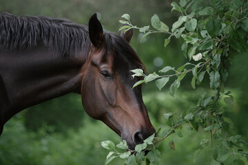 The horse is looking at me closely