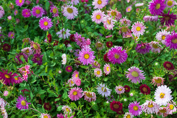 Beautiful pink and white flowers background in garden