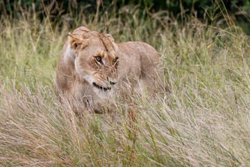 Fototapeta na wymiar Lioness growling in the Kruger National Park in the green season in South Africa