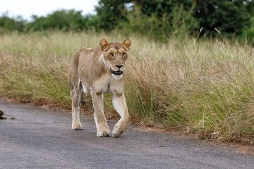 Lioness walking in the Kruger National Park in the green season in South Africa