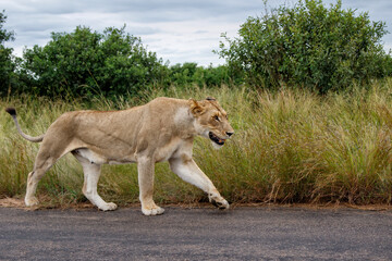 Lioness walking in the Kruger National Park in the green season in South Africa