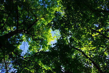 Fototapeta na wymiar Sun rays shining through trees ,nature background